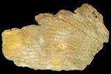 Polished, Agatized Fossil Coral - Florida #187989-2